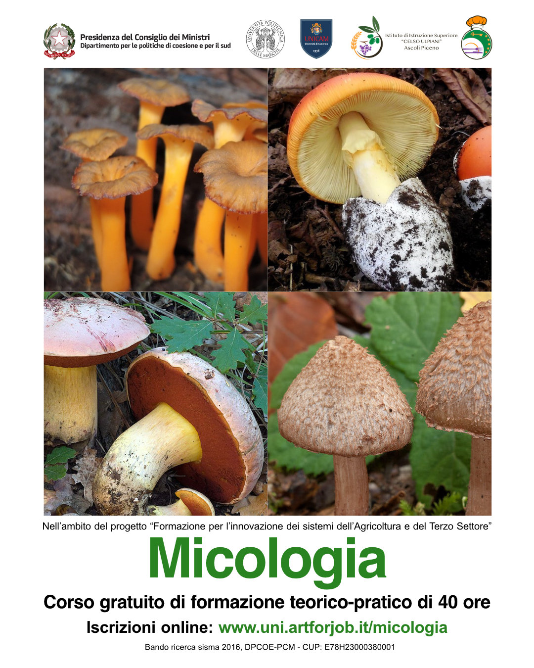 MicologiaINSTA